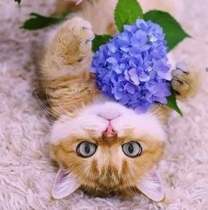 Meet your Posher, Sylvia